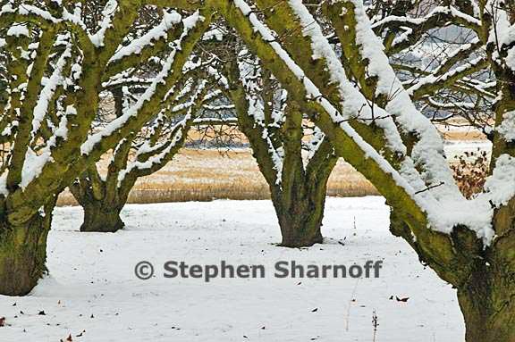 orchard in snow graphic